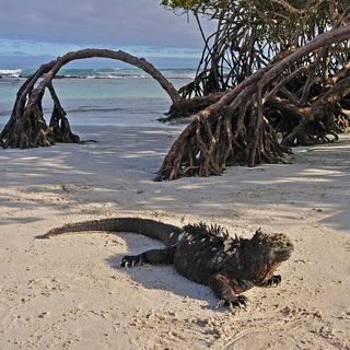 Galapagos - Santa Cruz - Bahia Tortuga - Marine iguana